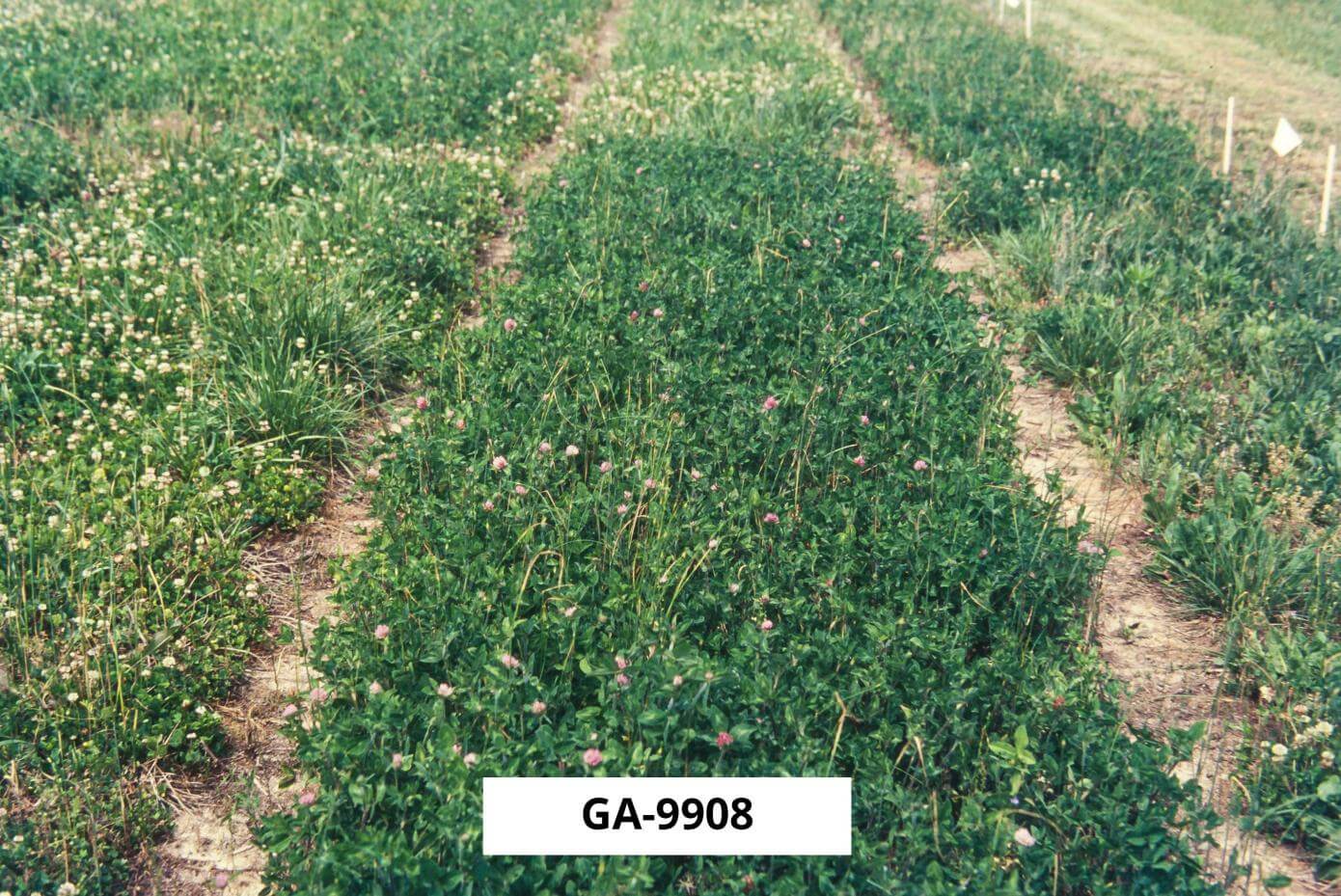 GA-9908 in a research trial