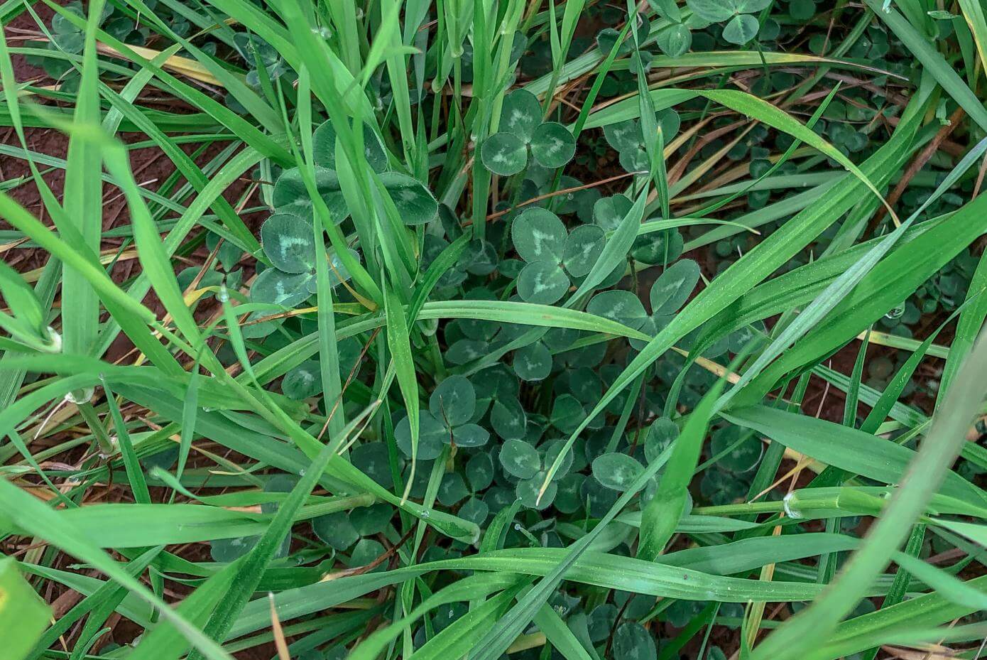 Close up of GA-9908 Medium Red Clover in ryegrass
