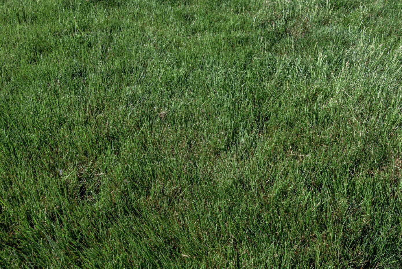 Galactic turf-type tall fescue in NTEP trial at Virginia Tech in Blacksburg, VA