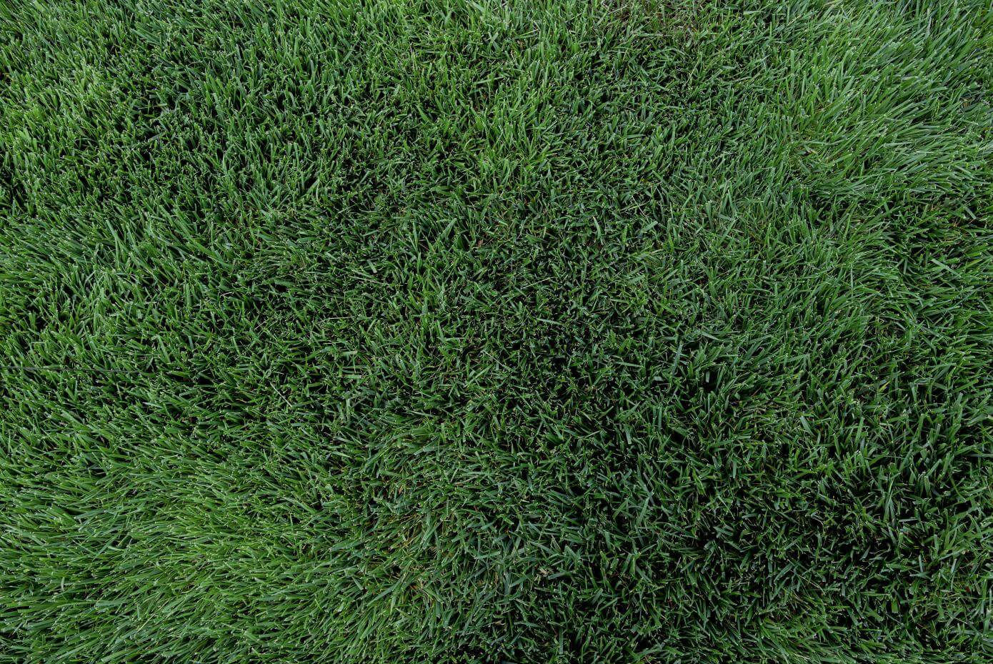 Galactic turf-type tall fescue in NTEP trial at NC State in Raleigh, NC