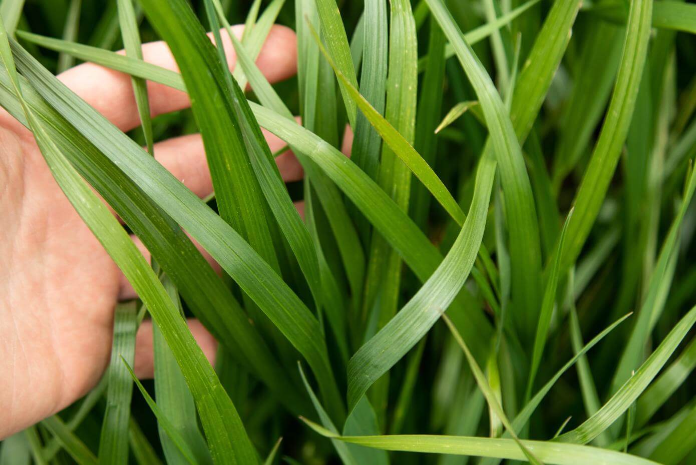 Halsey Intermediate Ryegrass production field in Oregon.