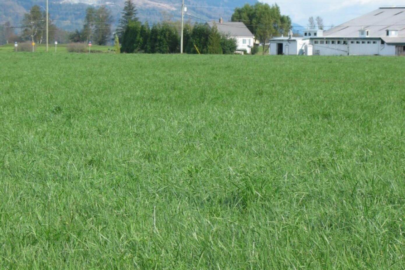 Hymark forage tall fescue in a field