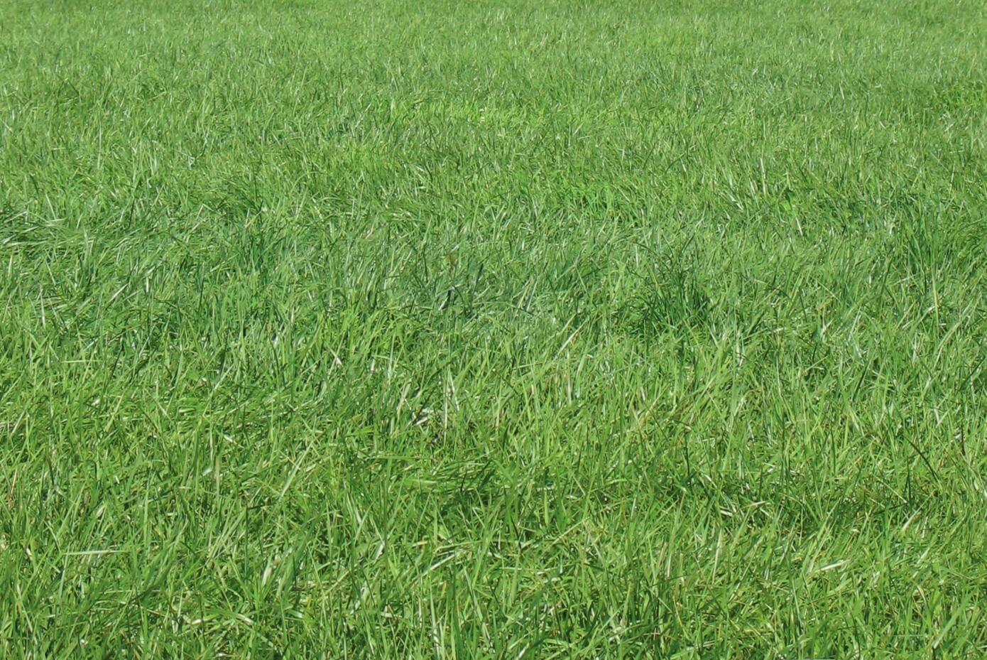 Hymark forage tall fescue