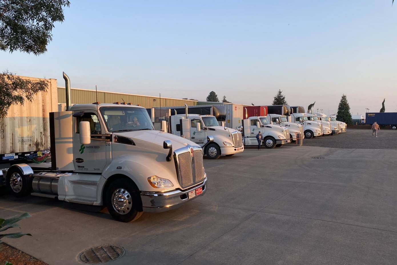 A row of semi-trucks at a warehouse.