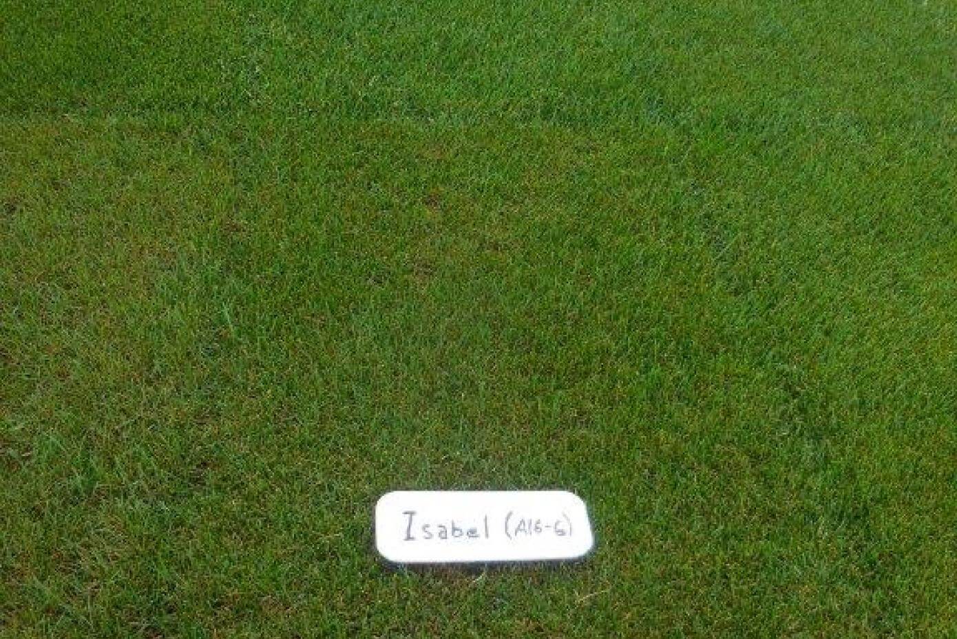 Isabel Kentucky bluegrass