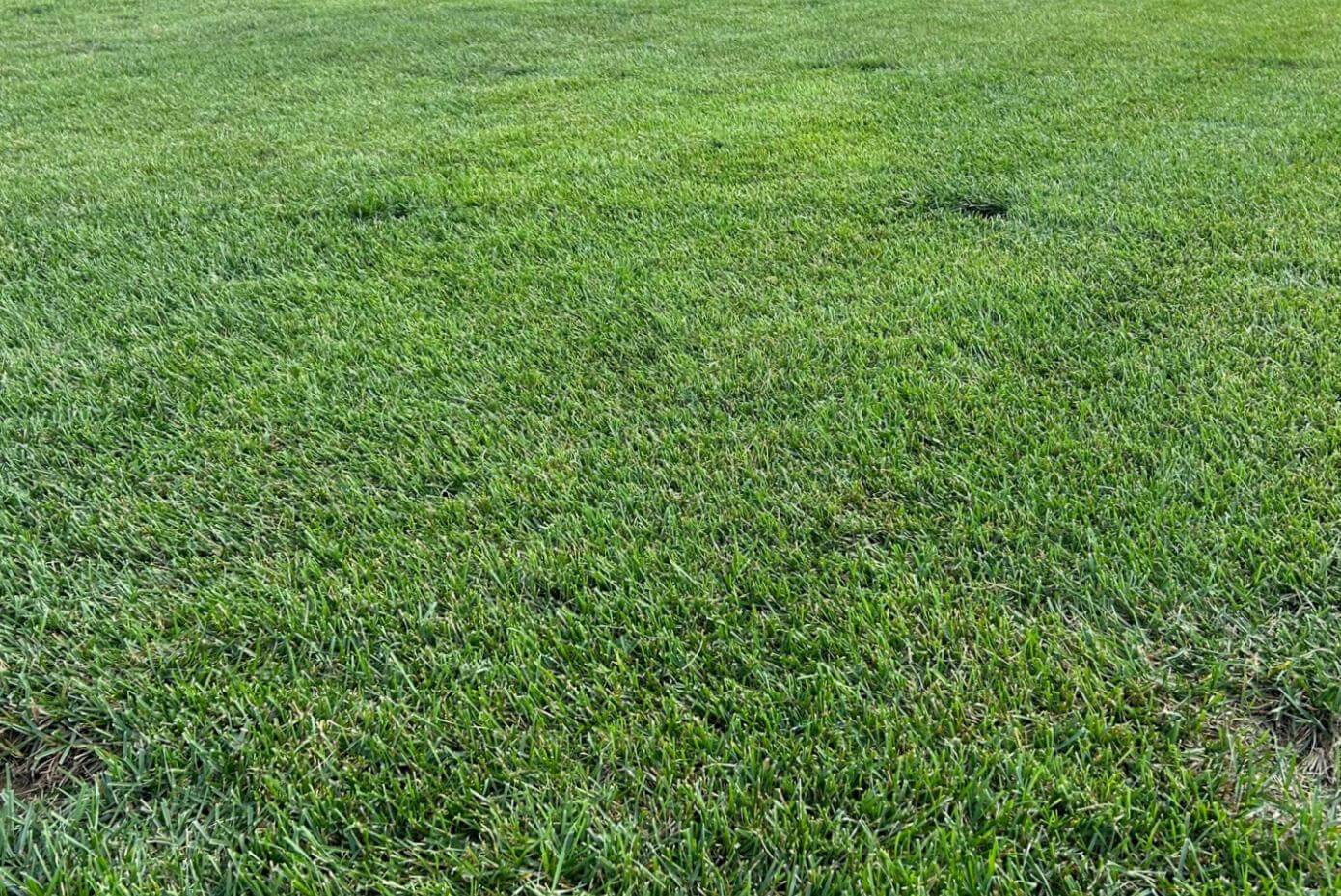 Isabel Kentucky Bluegrass in New Jersey