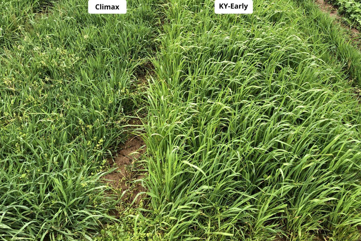 Patches of grass in a field