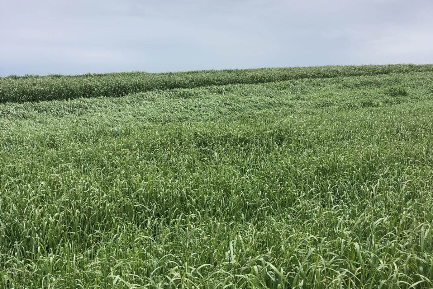 Field of Koga tetraploid ryegrass in Alabama