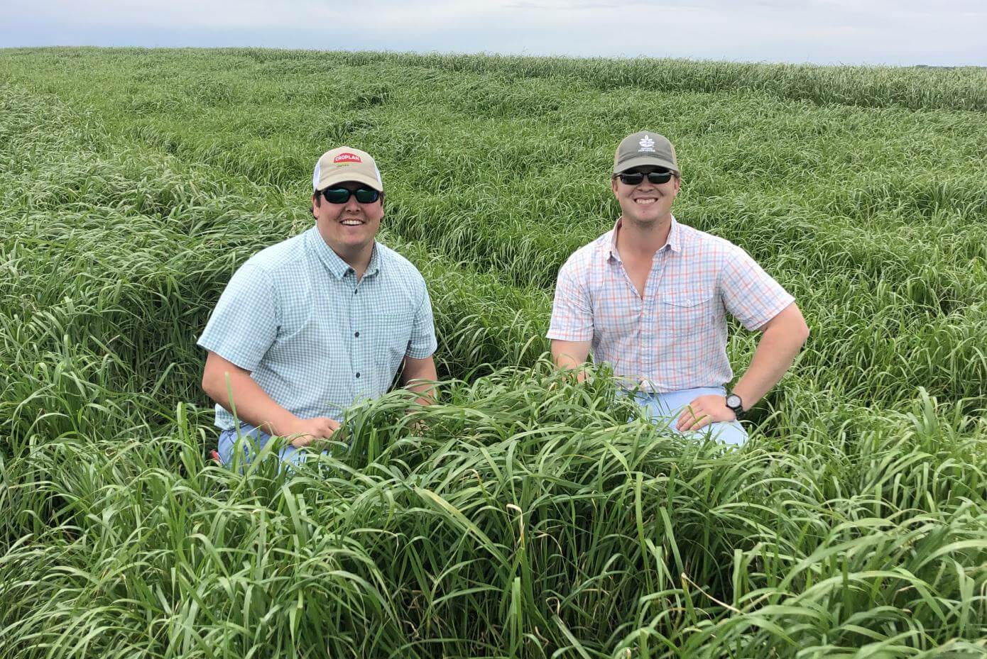Two men in a kneeling in a field of Koga Ryegrass