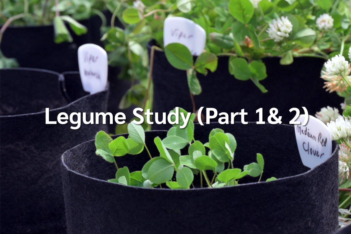 A closeup image of clover plants in pots, overlayed with the words "Legume Study Part 1 and 2"
