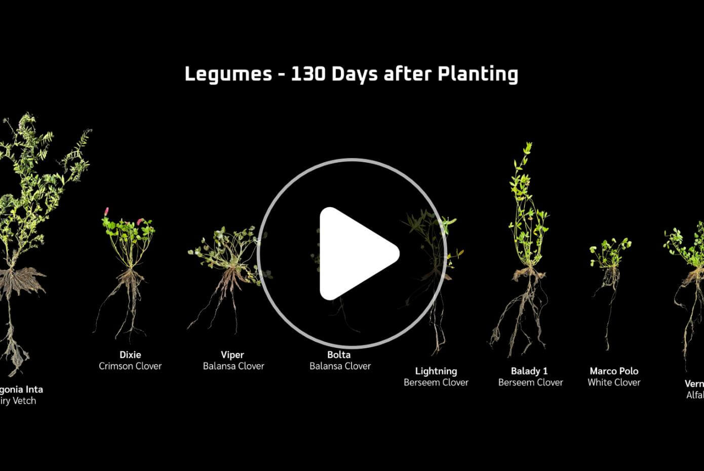 A background picture of several legume species, overlayed by an icon representing the play button for a video.