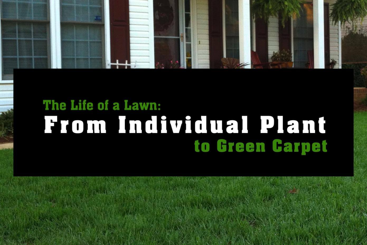 A green lawn in the background overlayed with text: The Life of a Lawn: From Individual Plant to Green Carpet