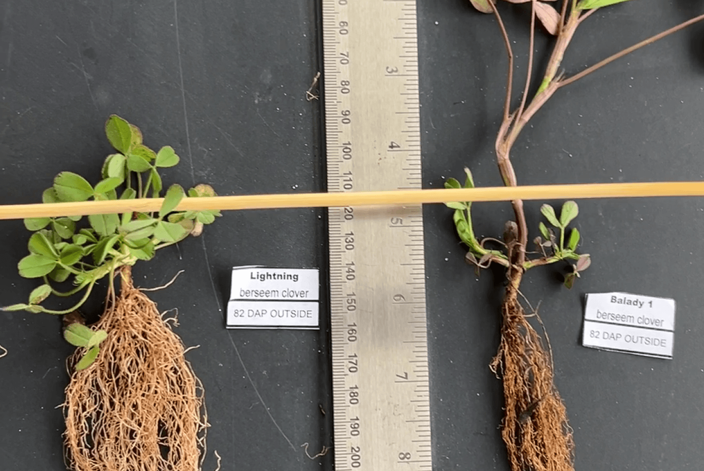 Lightning berseem clover plant compared to a balady berseem clover plant.