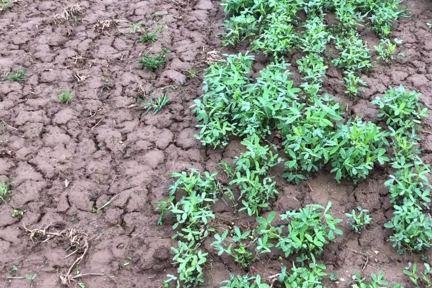 Lightning berseem clover research plot at Penn State University - May 2021