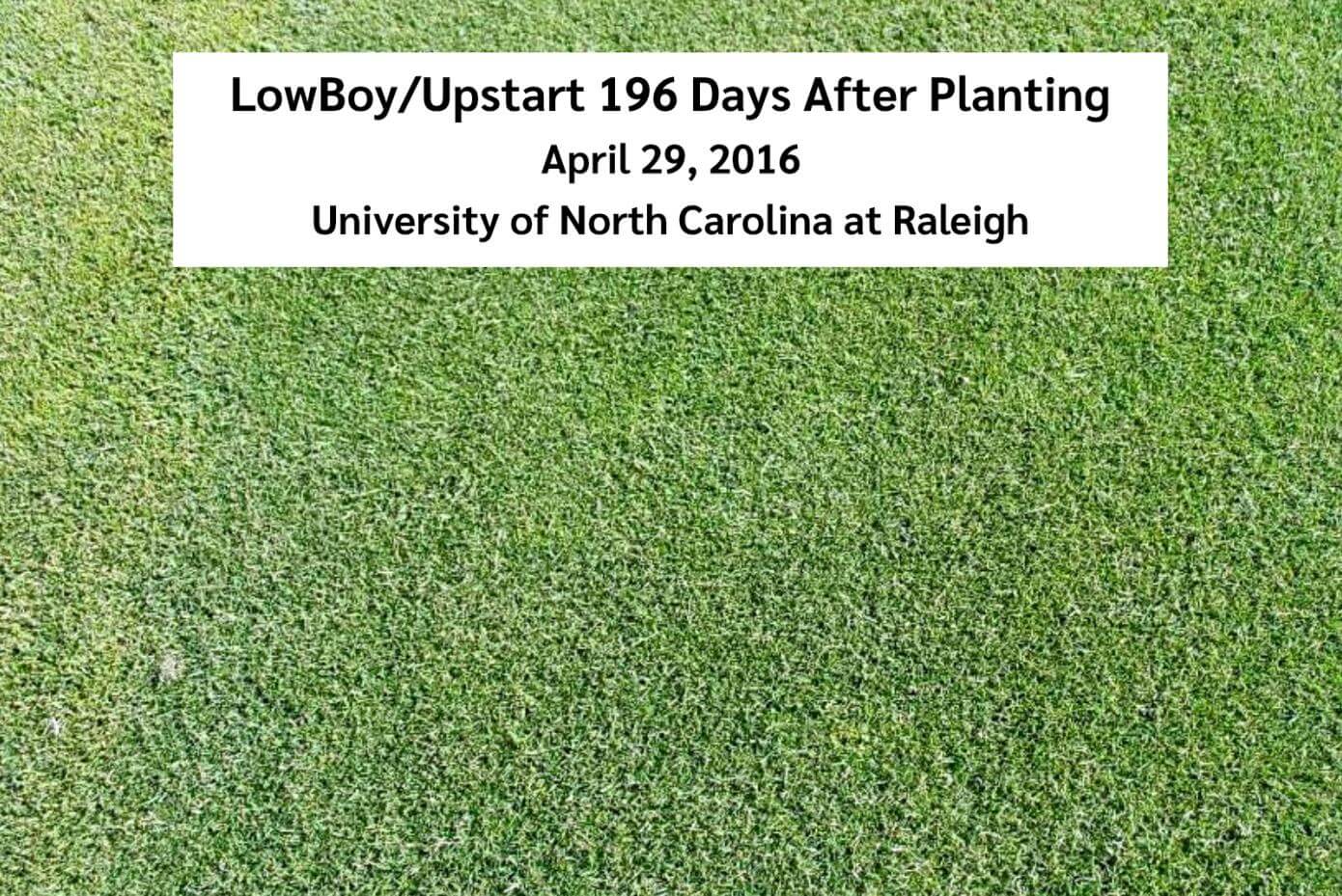 LowBoy/Upstart overseeding trial at University of North Carolina in Raleigh, April 26, 2016