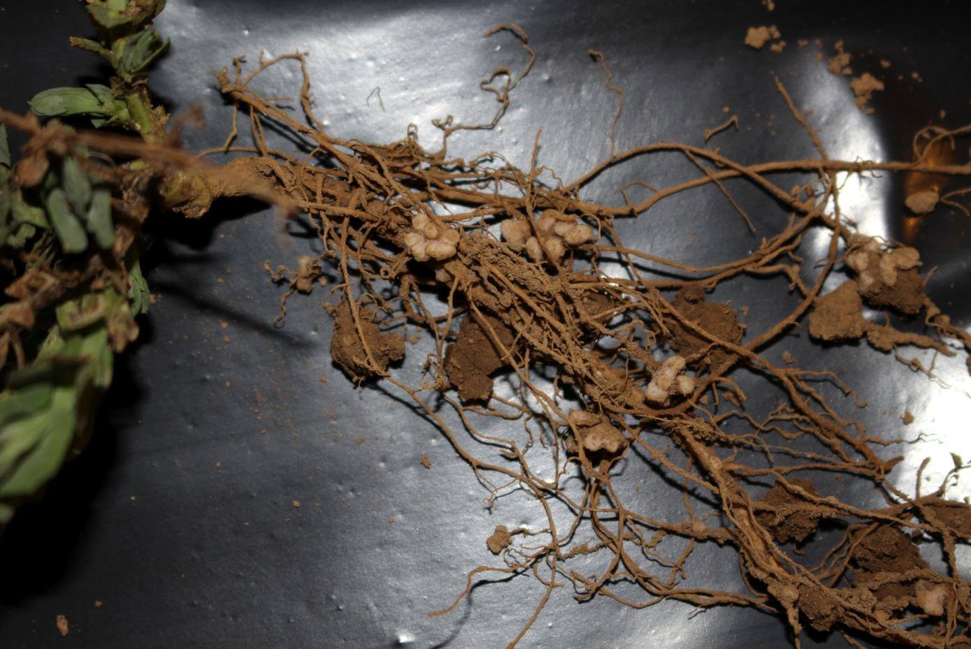 Nitro Coated® winter peas