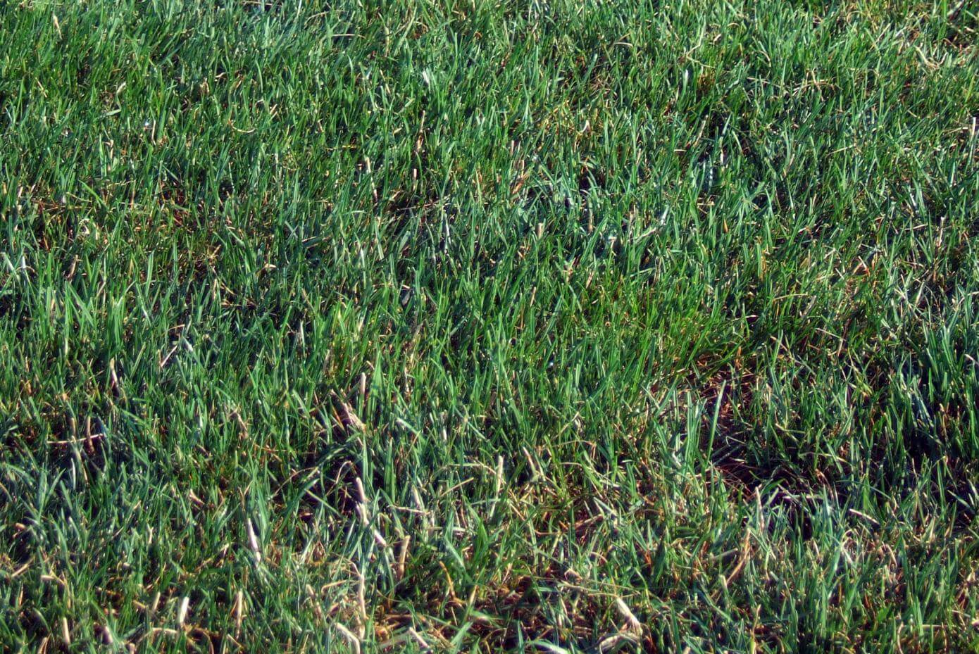 Nexus XR perennial ryegrass