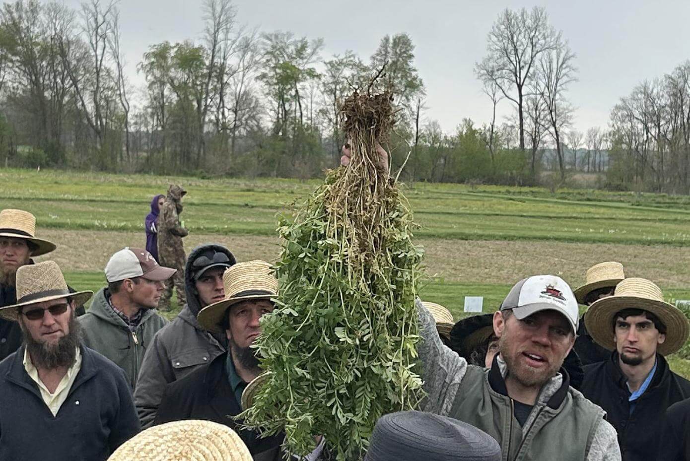 Patagonia Inta plant