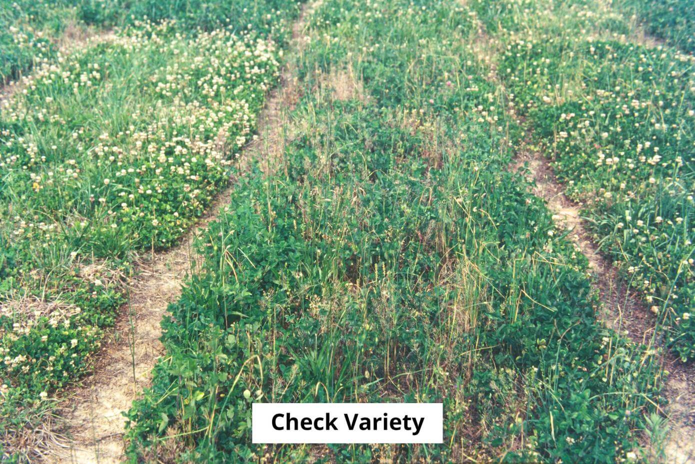 Redland II medium red clover in a research trial