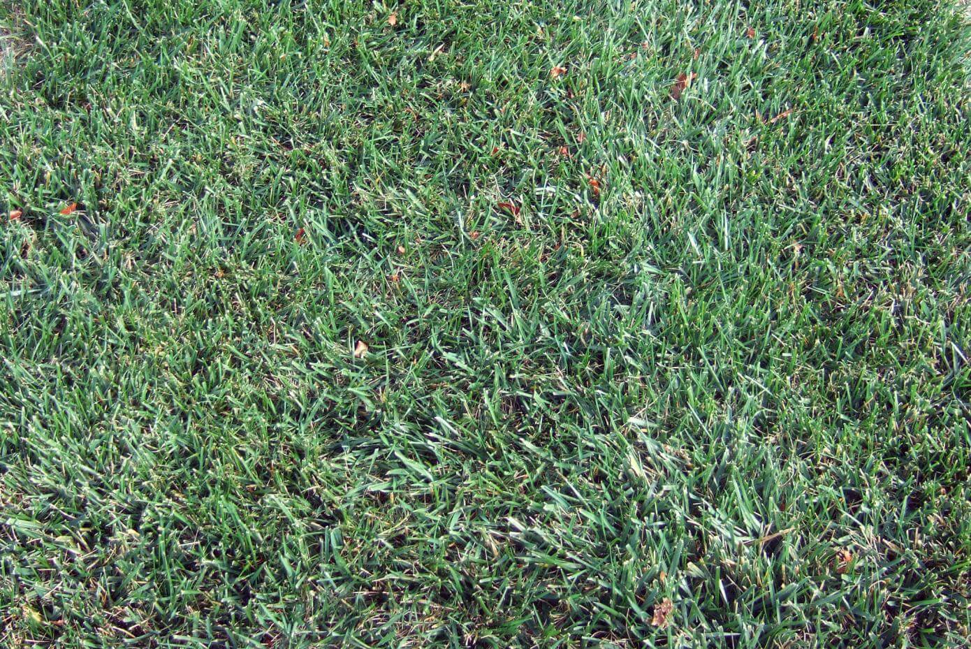 Rendition Rx Tall Fescue in a research trial