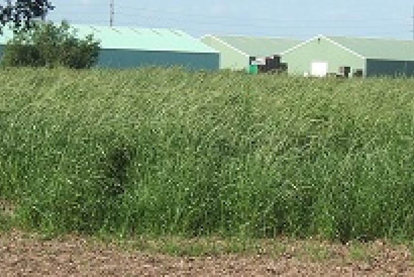 Grass plants with seedheads in a field
