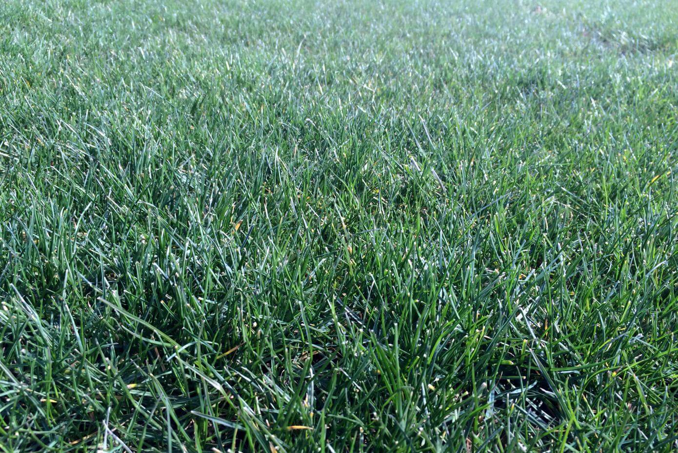 Shield Perennial ryegrass up close