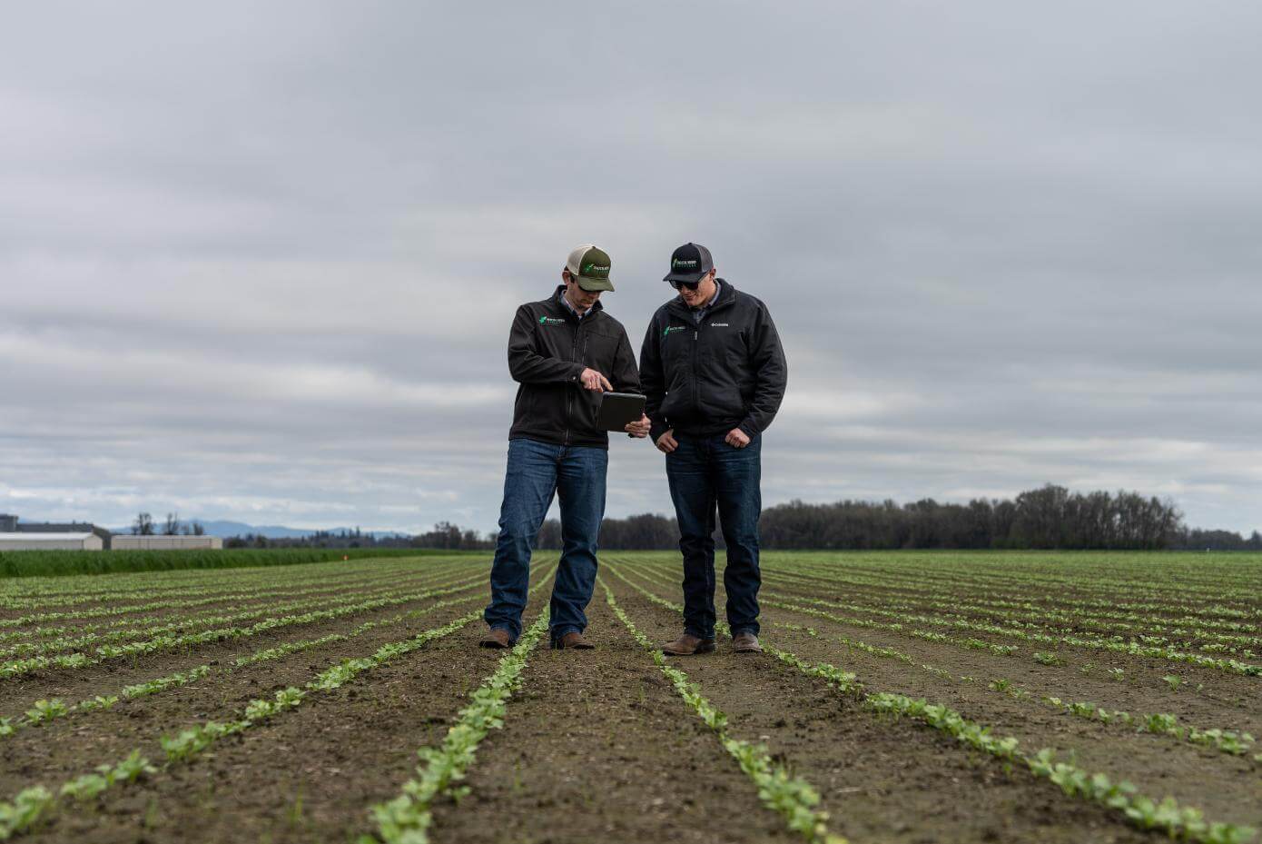 Plants in a field with two men looking at a tablet device.