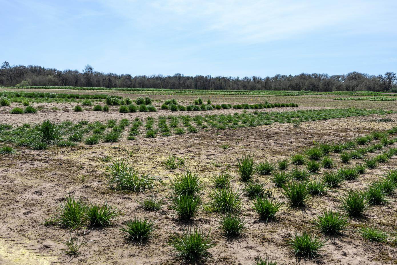 Wide agricultural field with evenly spaced rows of short green crops growing in dry, light‑brown soil, bordered by a tree line under a clear blue sky.
