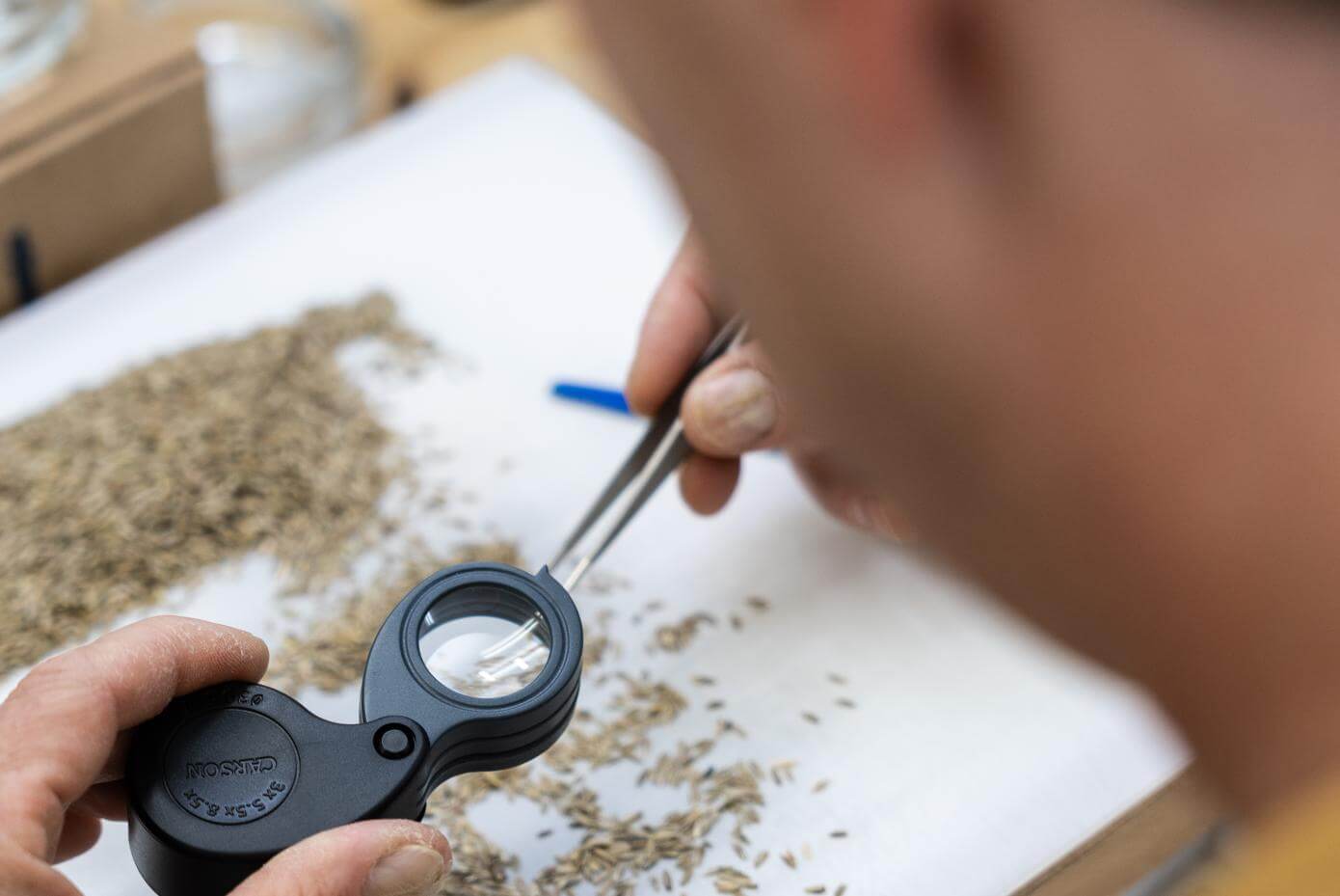 A man with glasses leans over a table with small seeds, tweezer and a magnifying glass in his hands.