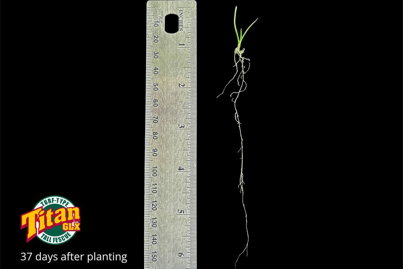 A ruler next to a plant with long roots