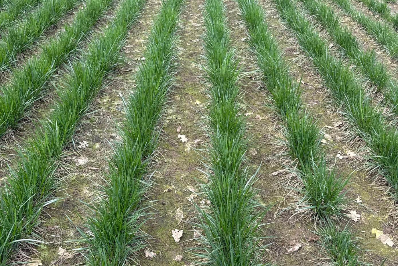 A field of tall, dense, green grass plants