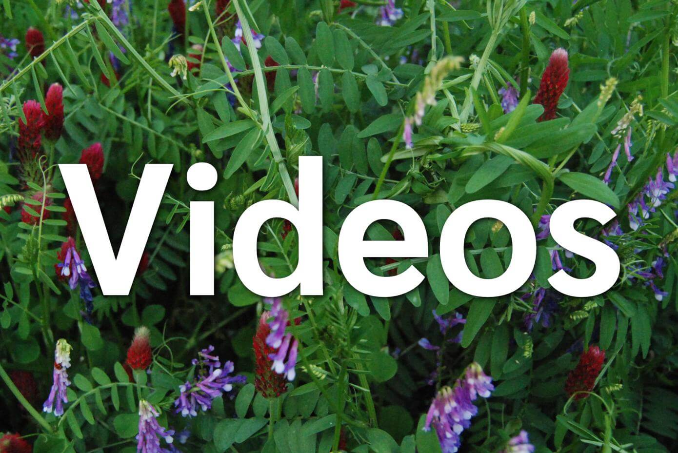 Hairy vetch, crimson clover in a field overlayed with the words "Video".