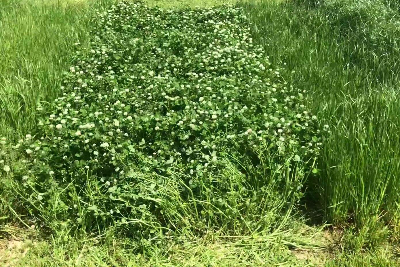 Viper balansa clover in a research trial