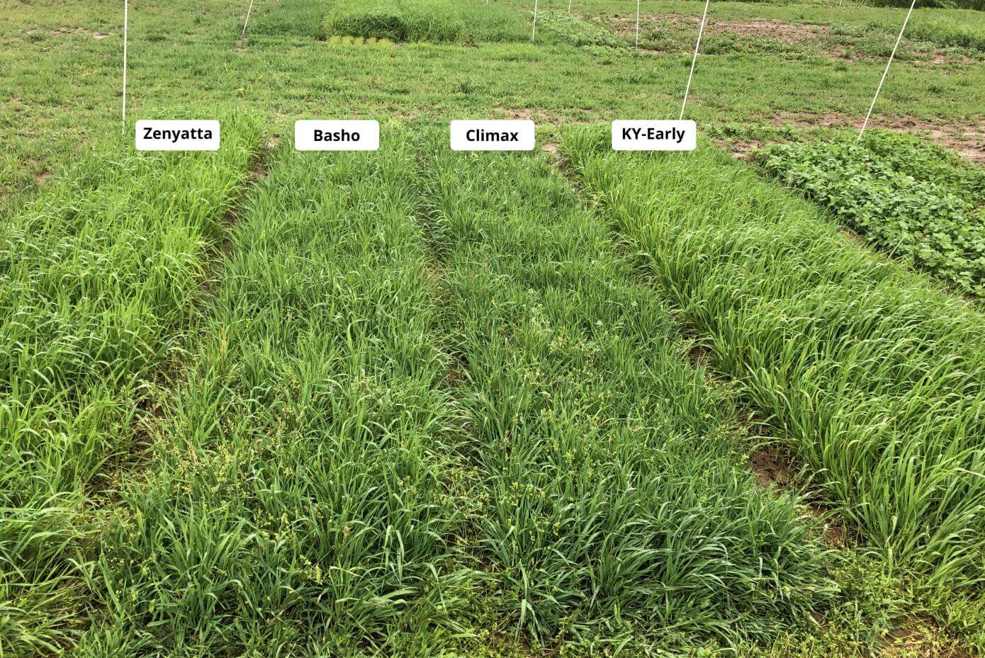 Patches of dense vegetation in a field