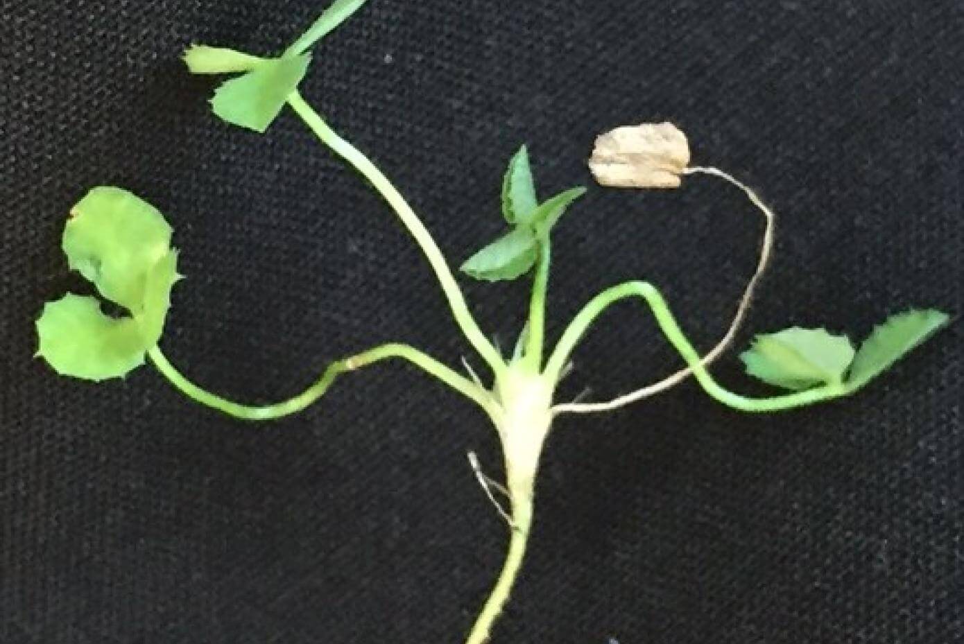 Close up of Viper Balansa plant showing its growth pattern