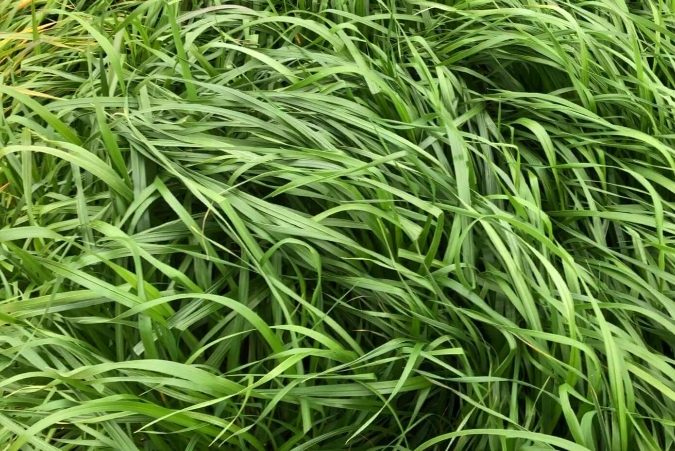 Baqueano tetrapliod annual ryegrass plants - close-up