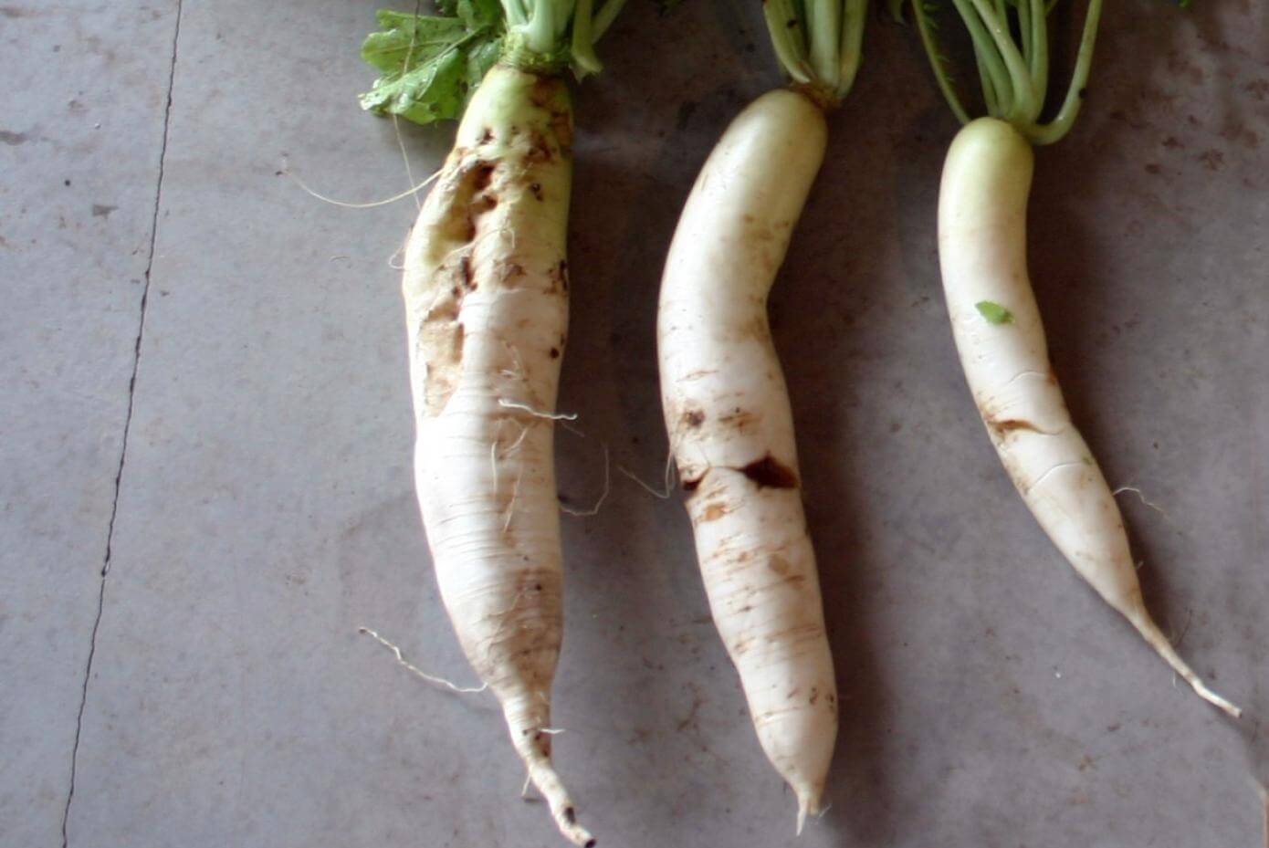 CCS 779 tubers which look like white carrots