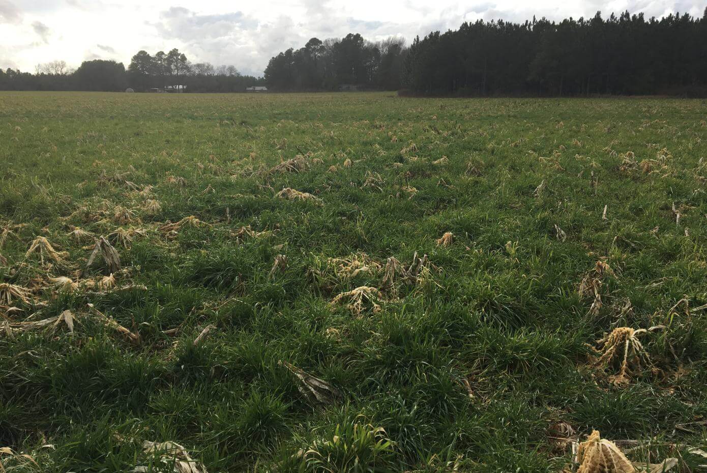 A field with various patches of vegetation, including areas of drying brassica stems.