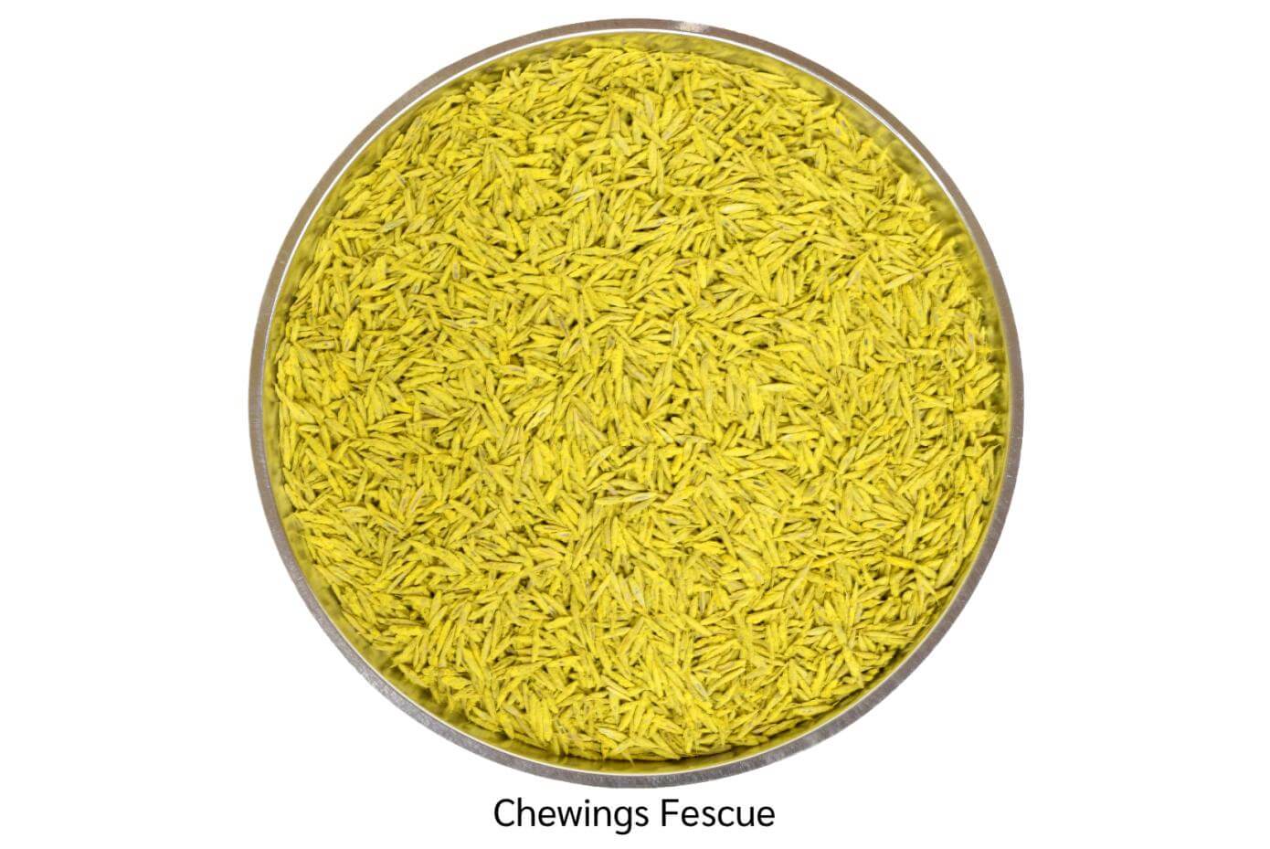 Coated chewings fescue seed