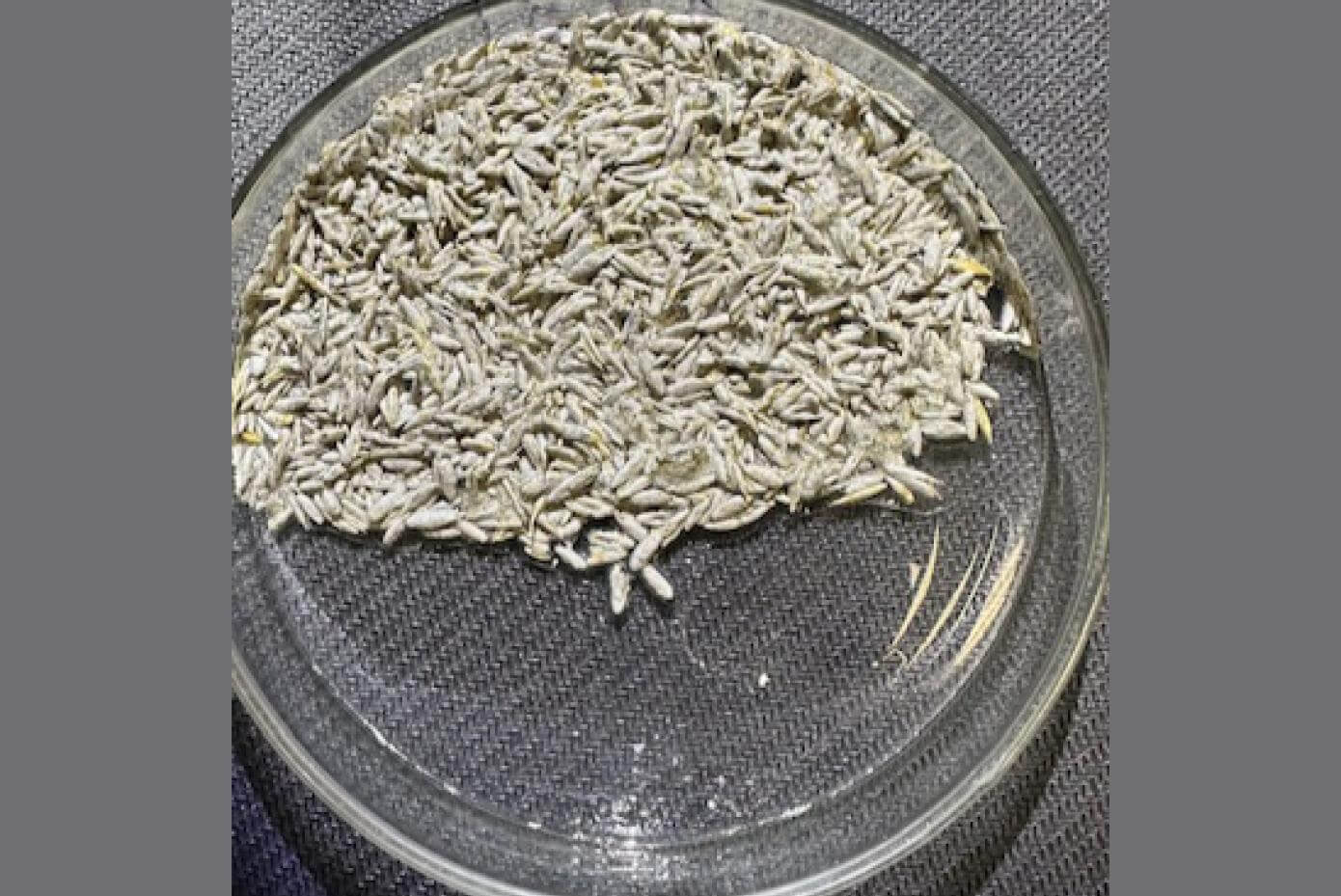 Coated seed in petri dish from the seeds. These seeds are coated only with Aquatecksc™. Very little to no water is flowing from the seed. This demonstrates the water-absorbency of AquaTEKsc™.