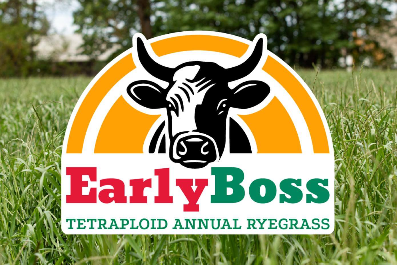 A field of tall, dense, green grass plants with seedheads overlayed with and illustration of a cow and the words "EarlyBoss tetraploid annual ryegrass"