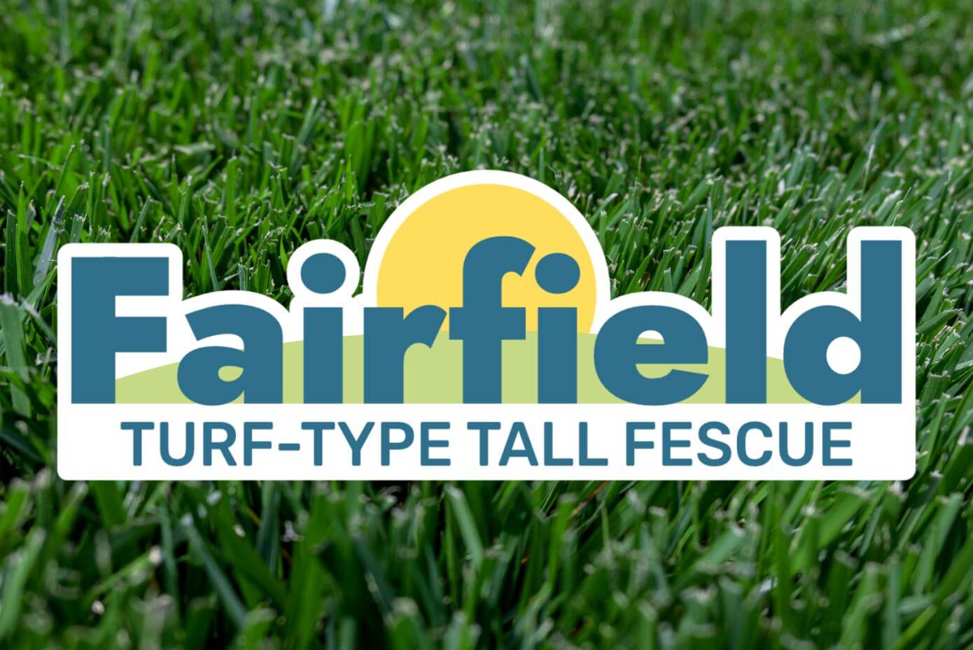 A patch of mowed grass.