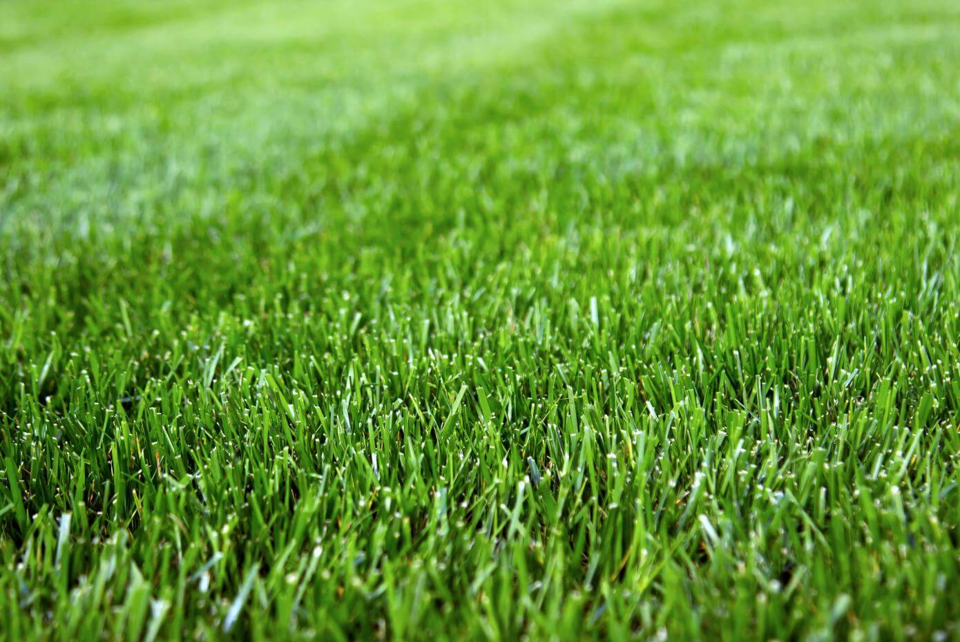 Closeup of Fesnova Tall Fescue grass blades