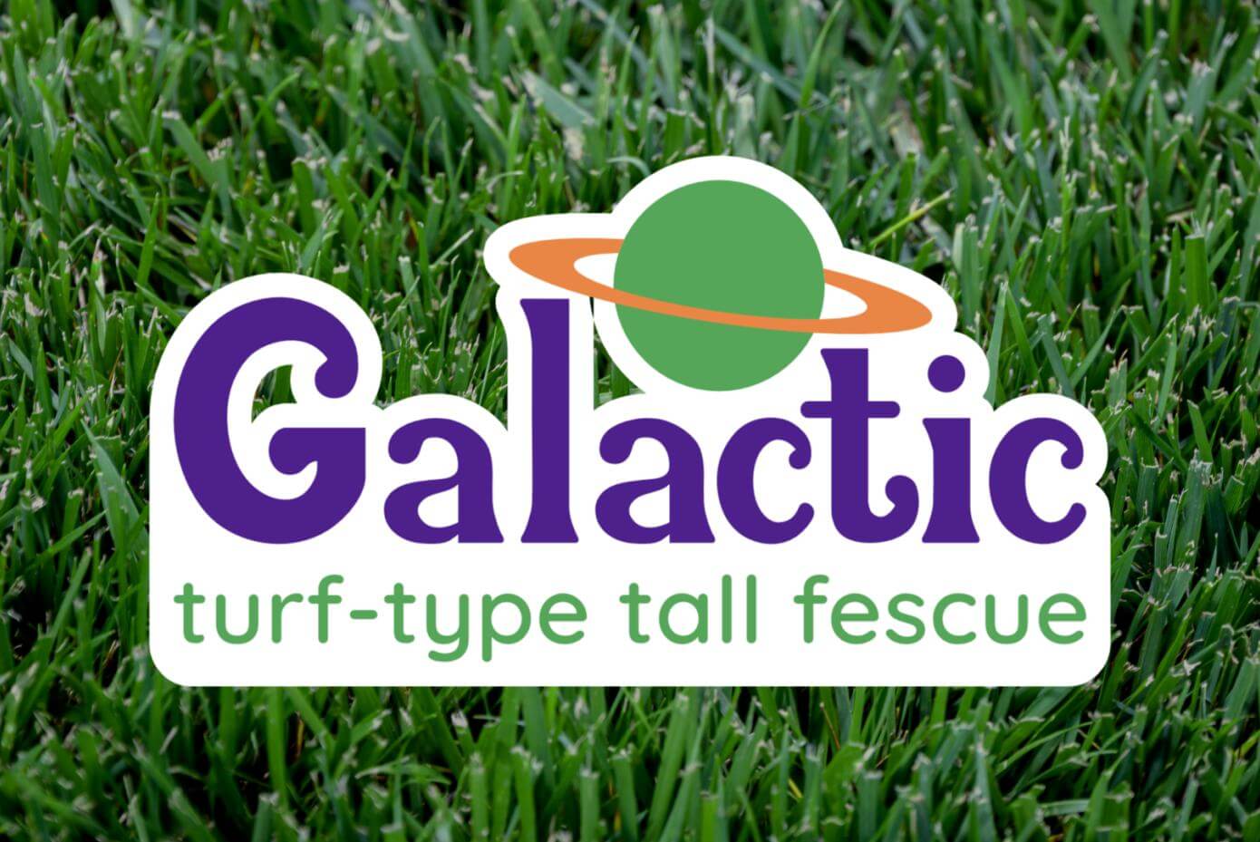 A patch of mowed grass.