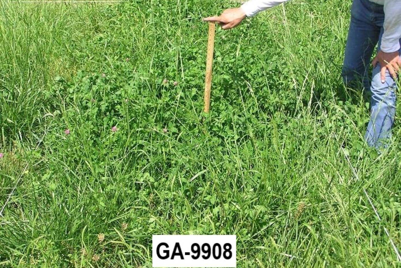 GA-9908 in a research trial