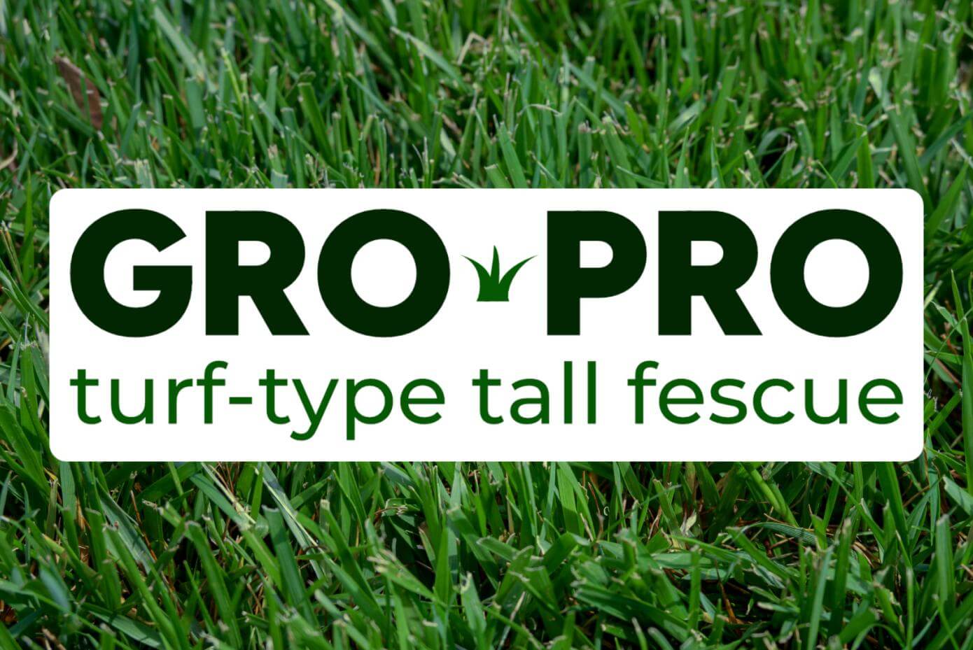 A patch of mowed grass.