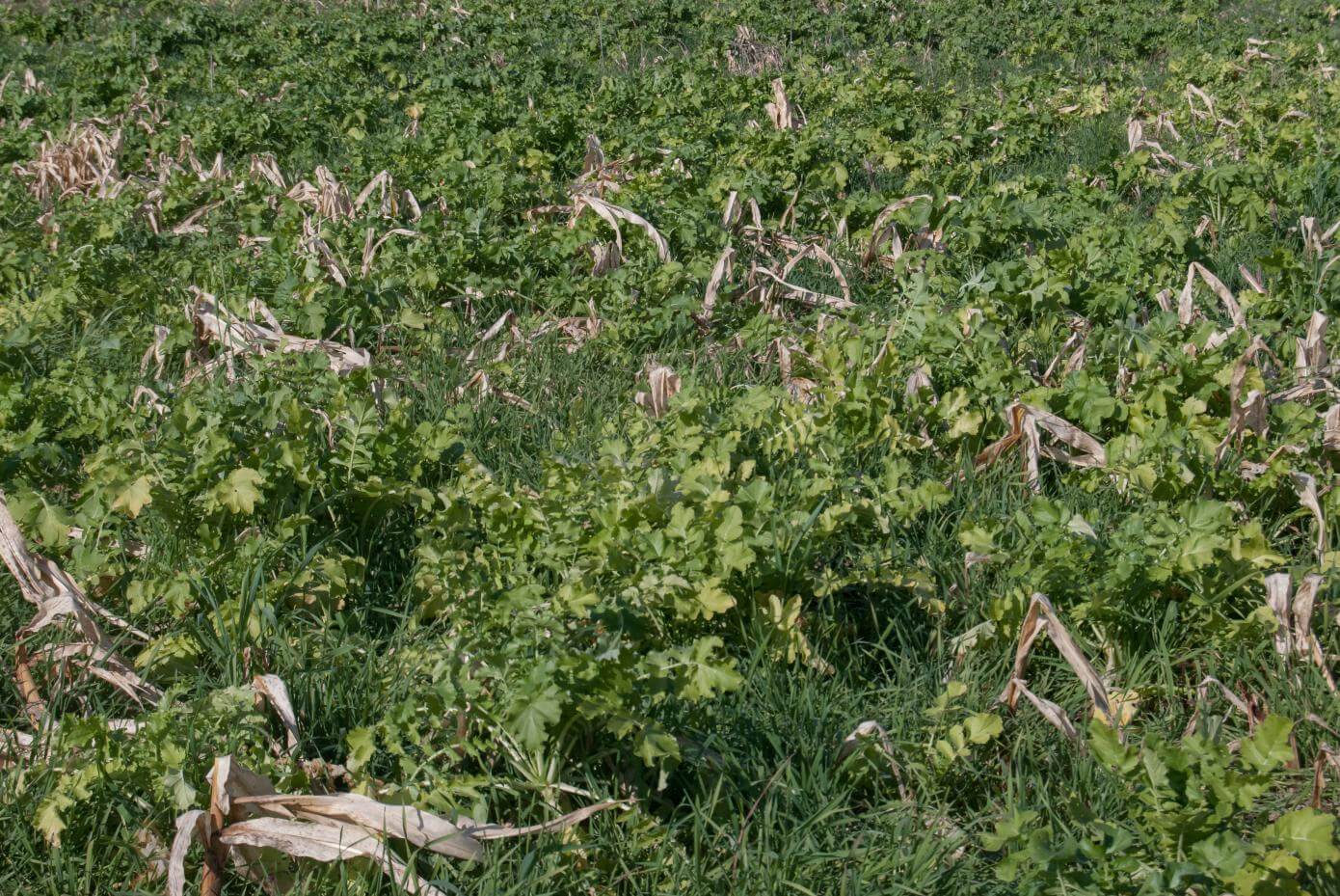 A field with various patches of vegetation, including areas of brassica stems and dead corn plants.