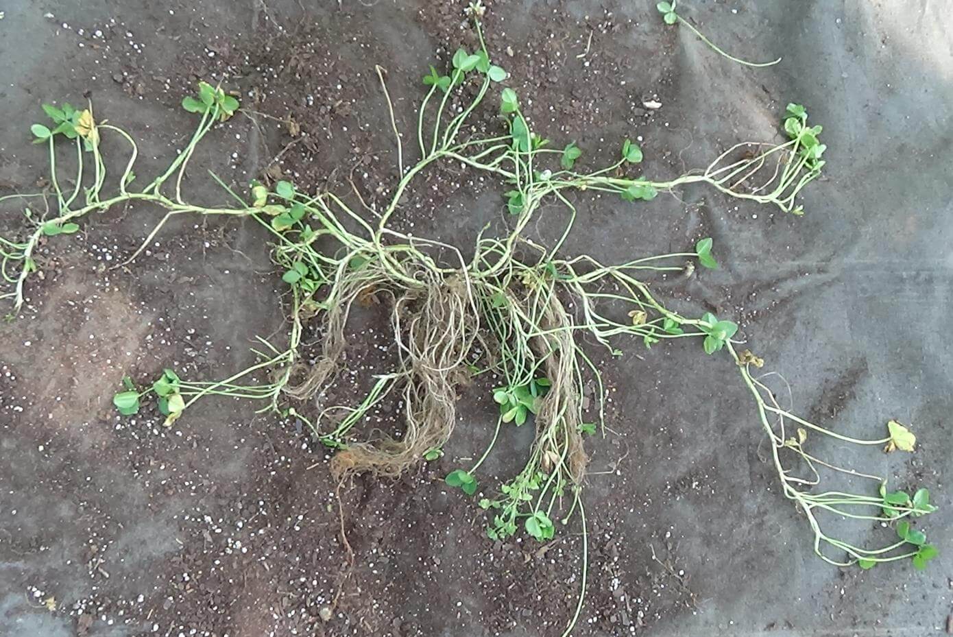 A Kakariki white clover plant showing its spread with stolons