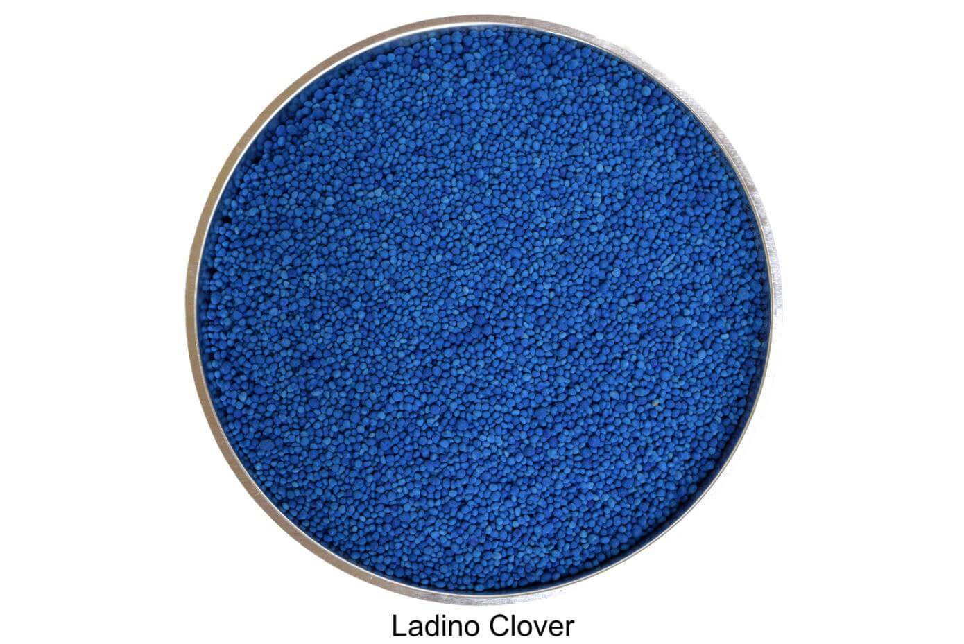 coated Ladino clover seeds