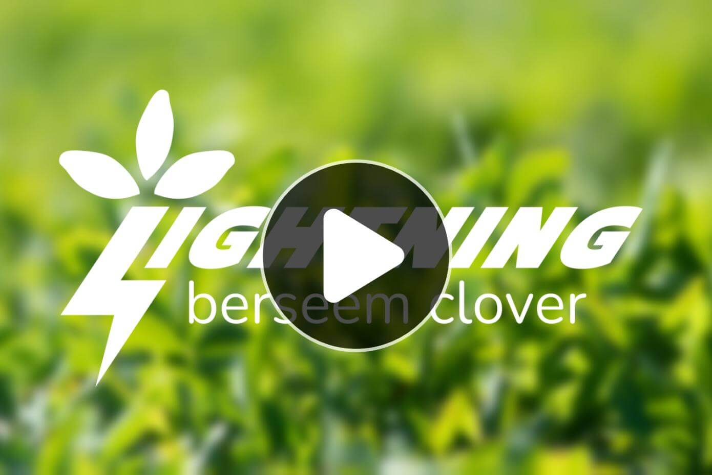 A background picture of Lightning berseem clover, overlayed by an icon representing the play button for a video.
